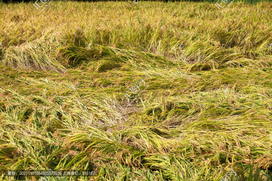 自然灾害田里大面积倒伏的水稻