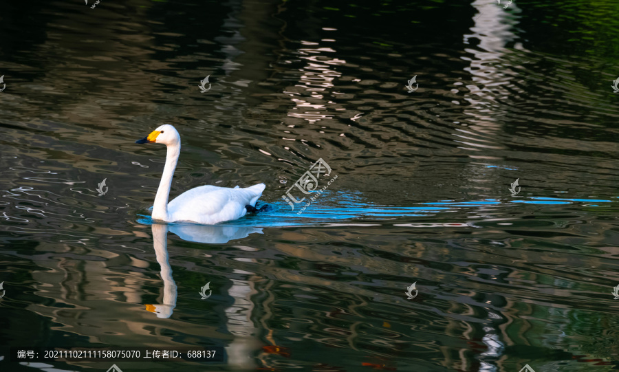 遂宁观音湖湿地公园天鹅戏水