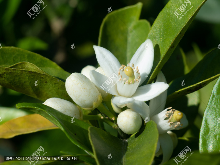 芸香科植物柑橘白色的花朵