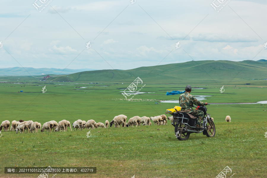 草原骑摩托羊群