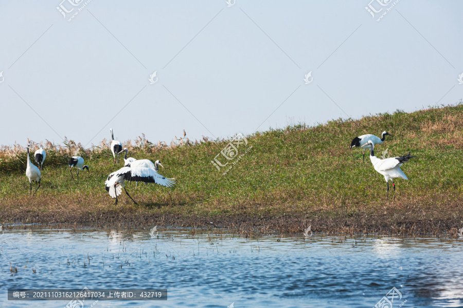 扎龙湿地丹顶鹤