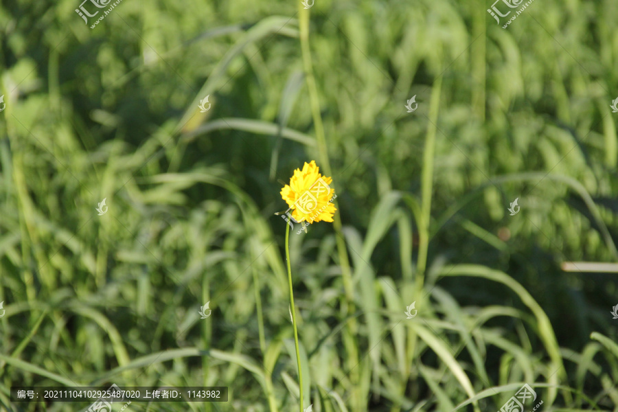 小黄花