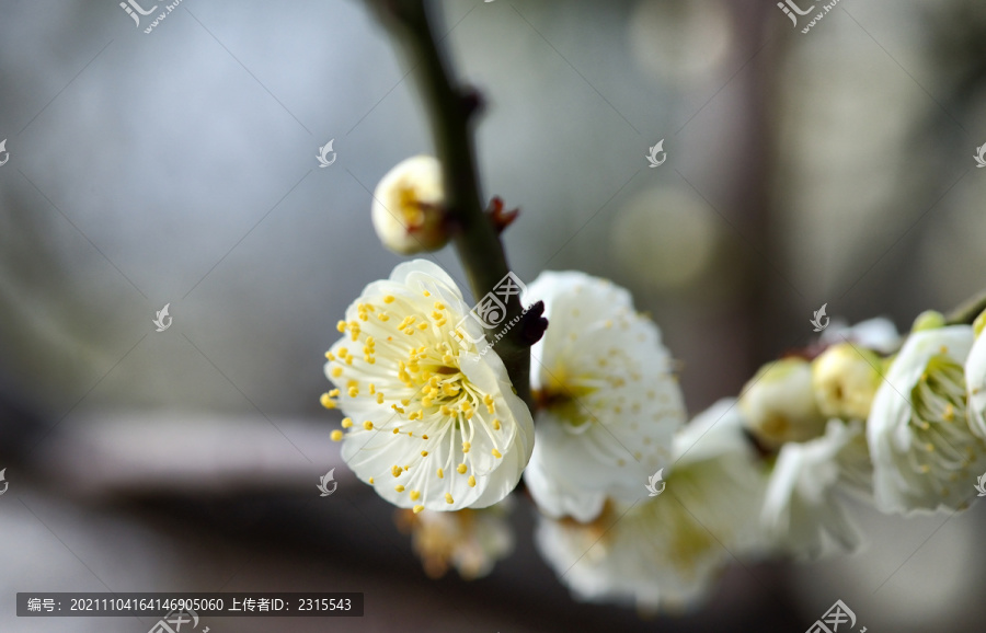 腊梅花开