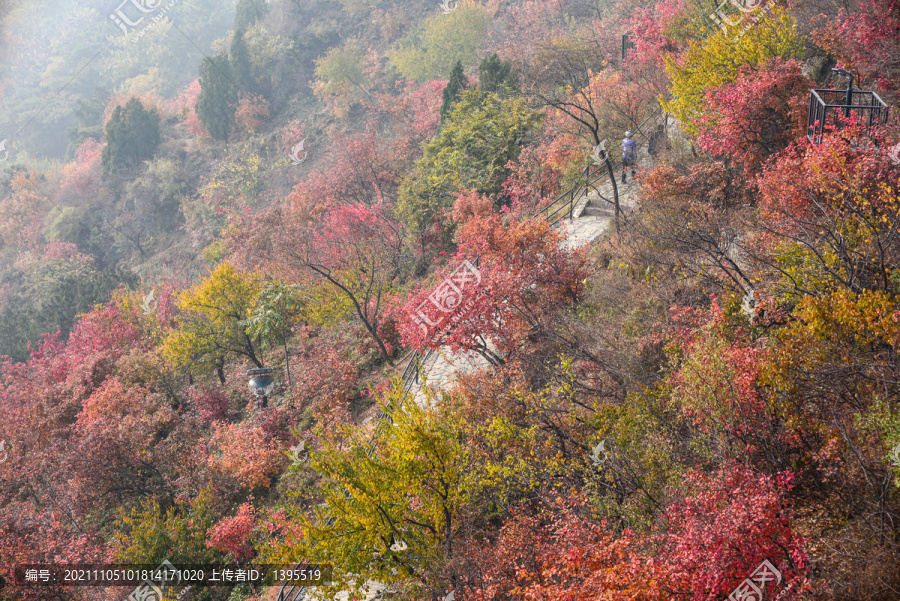 北京香山红叶