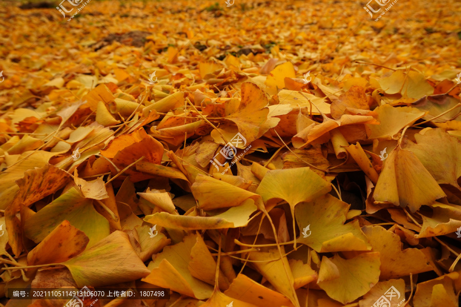 秋天的银杏树林落叶