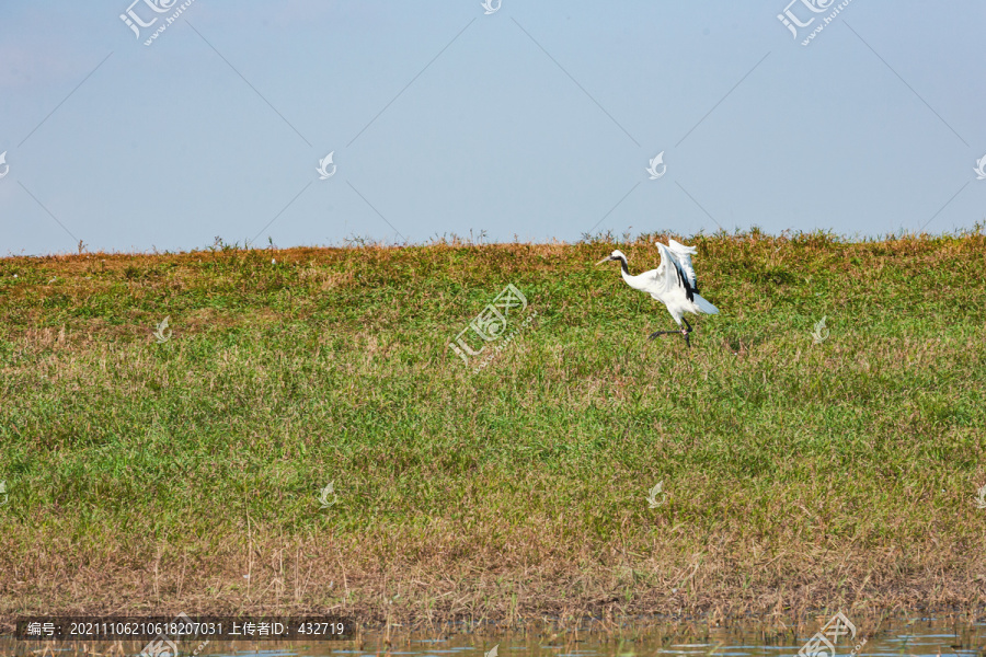 丹顶鹤奔跑草地