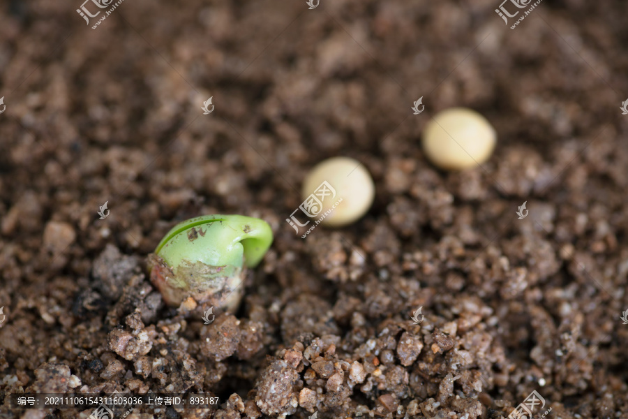 破土而出的豆芽和黄豆种子