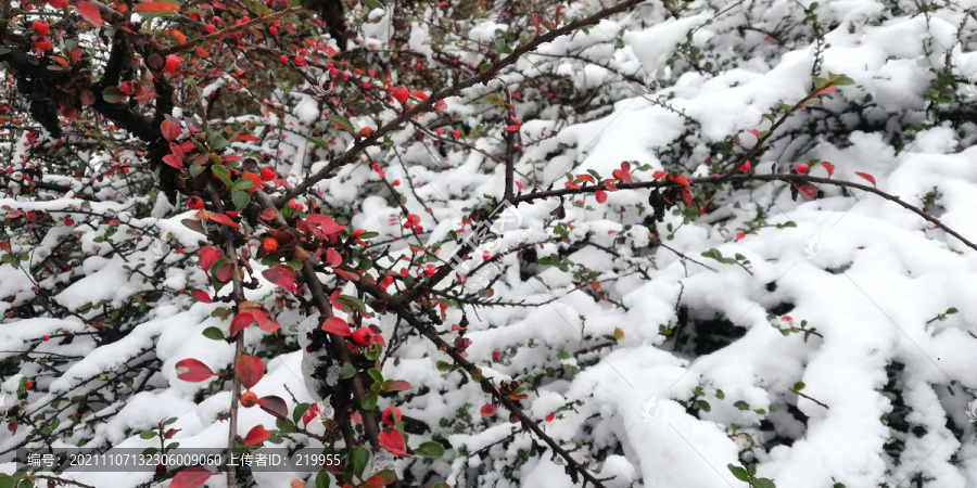 初冬雪景白雪红叶