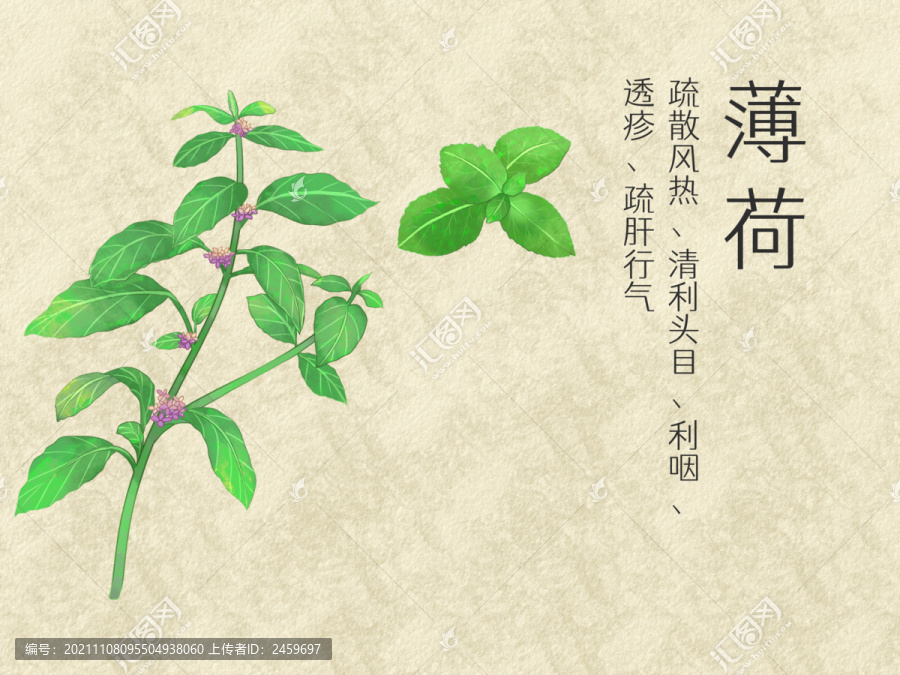 手繪水彩中藥藥材薄荷插畫