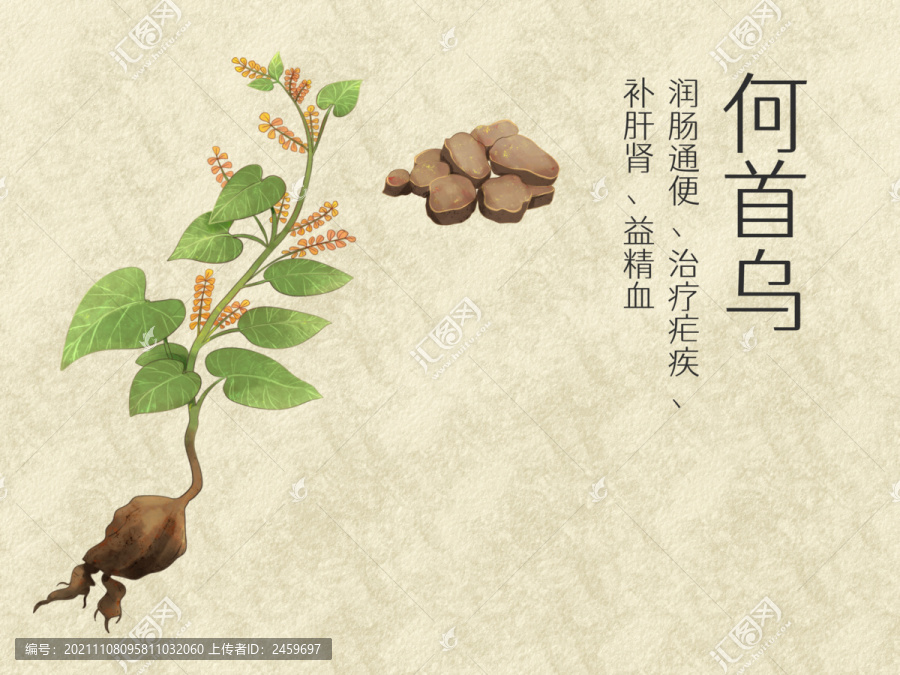 手绘水彩中药药材何首乌插画