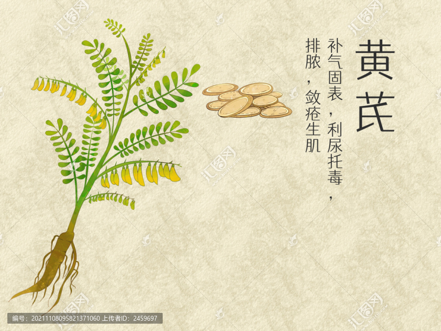 手繪水彩中藥藥材黃芪插畫