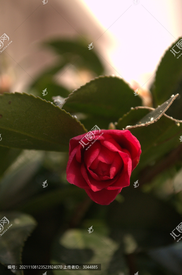 玫瑰摄影素材月季花朵