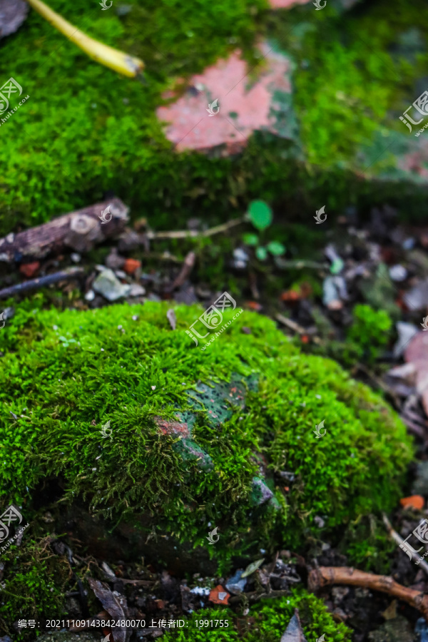 青苔绿色背景