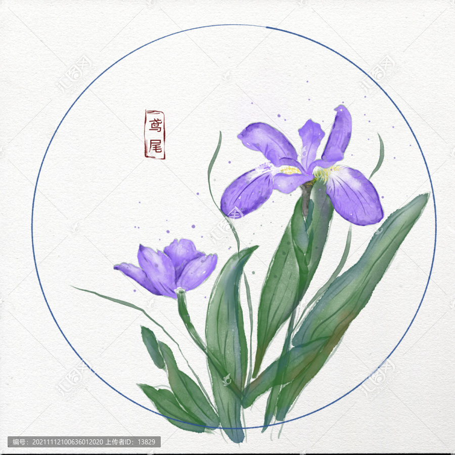 鳶尾