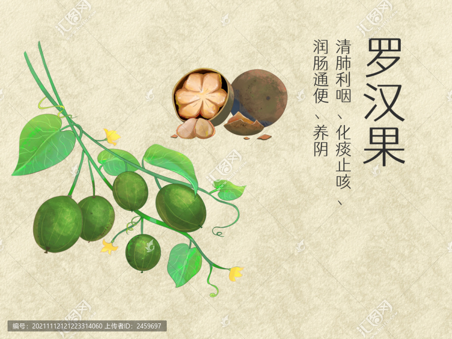 手繪水彩中藥藥材羅漢果插畫