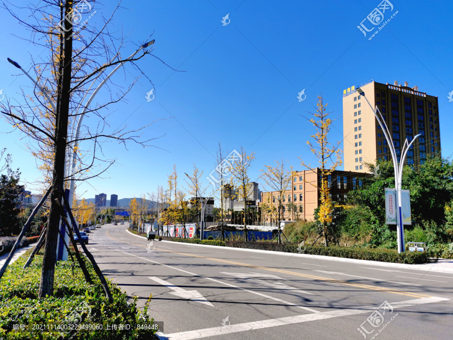 道路景观行道树银杏树