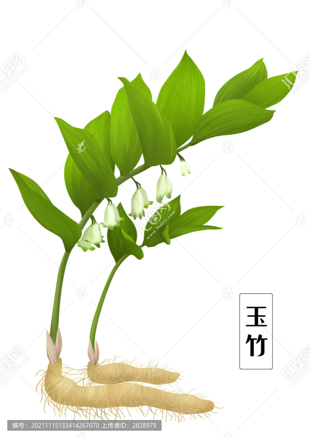 玉竹