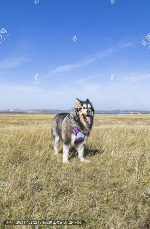 野外玩耍的阿拉斯加犬