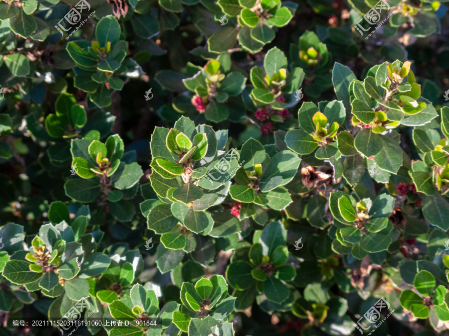 金缕梅科植物中华蚊母树