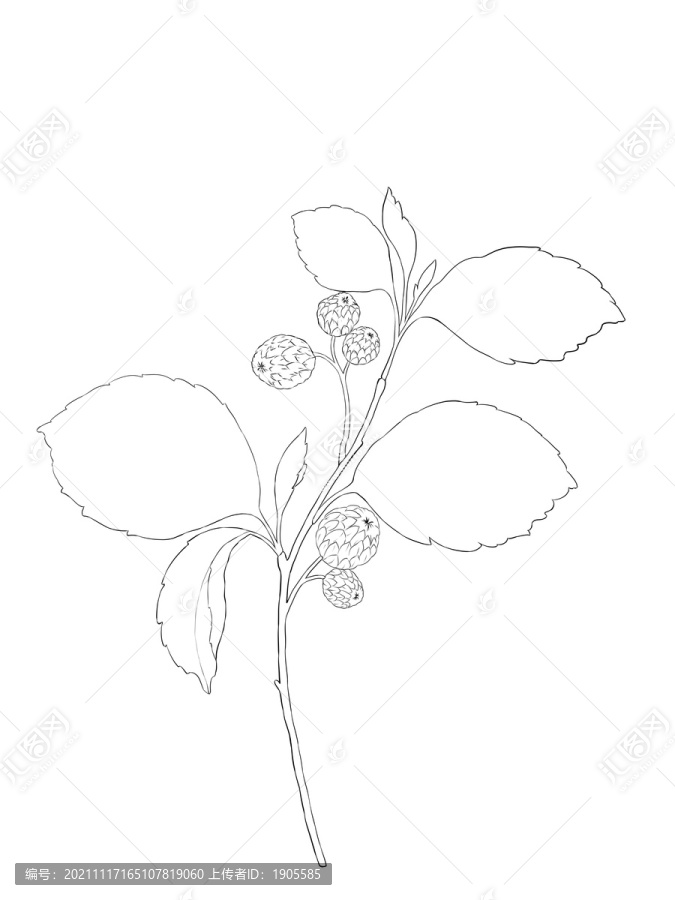 枝葉線稿