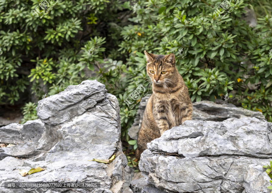 户外可爱狸花猫