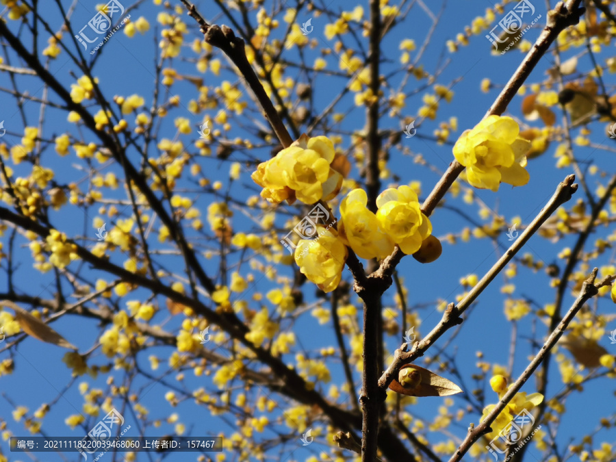 腊梅花