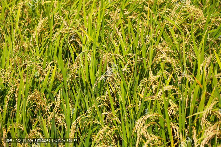 灾害田里大面积倒伏的水稻