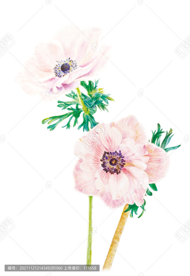 手繪花卉銀蓮花