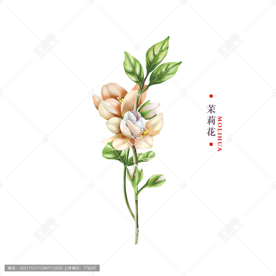 茉莉花