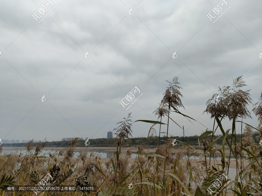 河边芦苇