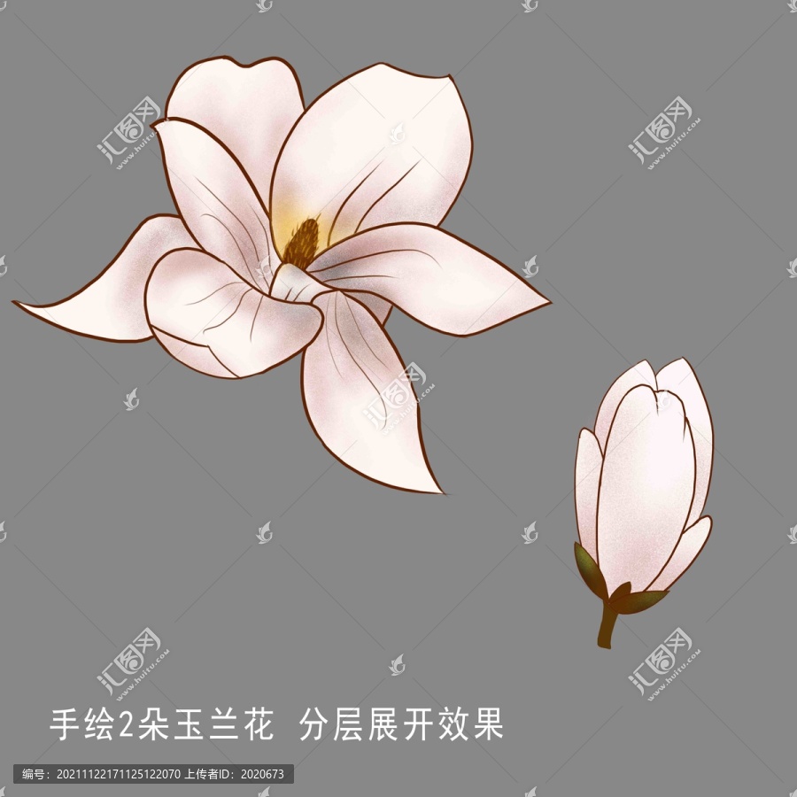 工筆玉蘭花