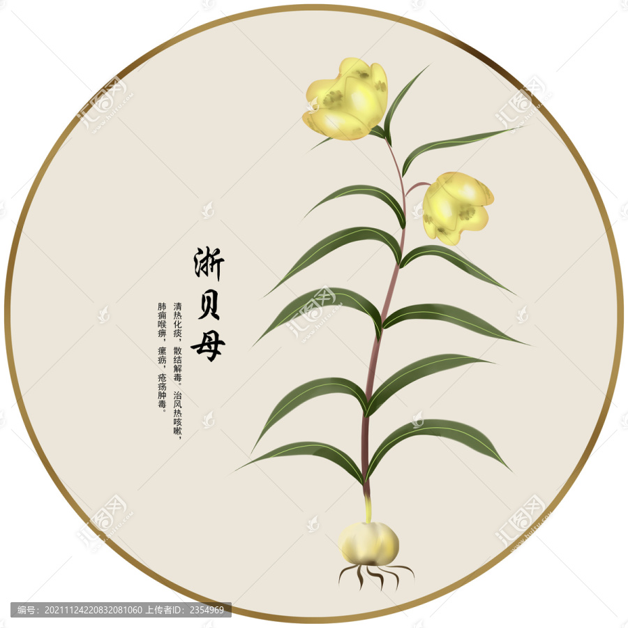 手繪中草藥浙貝母養(yǎng)生藥材