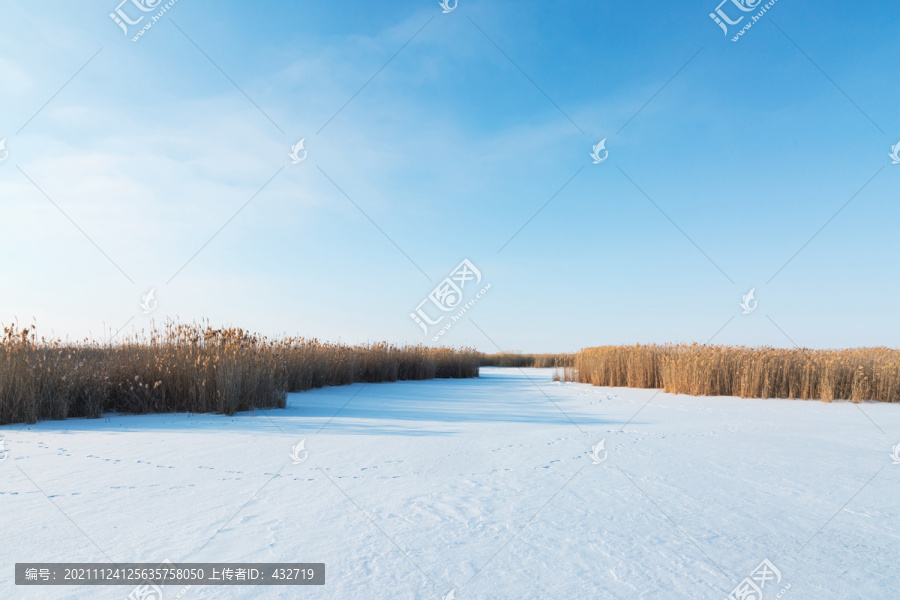 冬季湿地芦苇冰面积雪