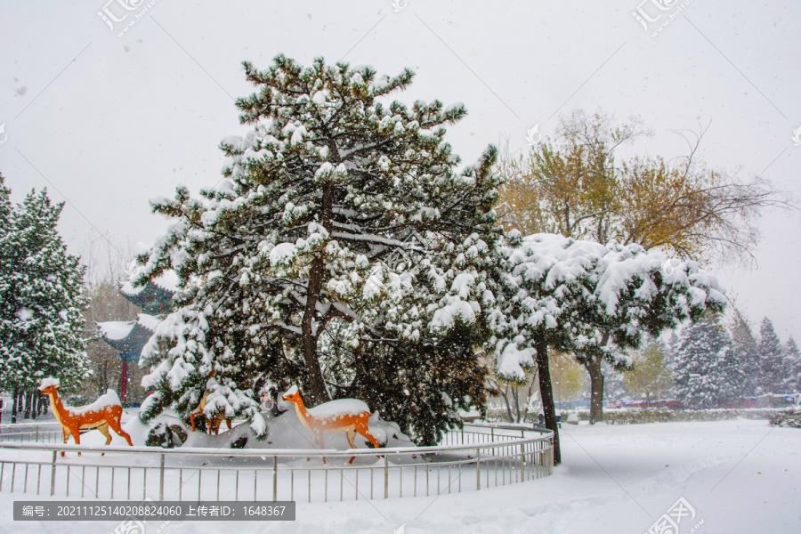 小鹿雕像与松树雪挂雪地雪景