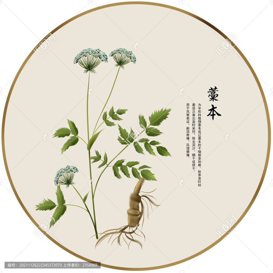 手繪中草藥藁本