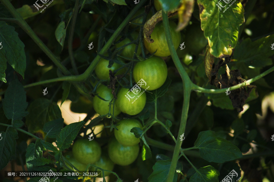 蔬菜种植园里的番茄