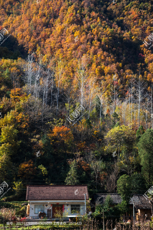 秋天山村