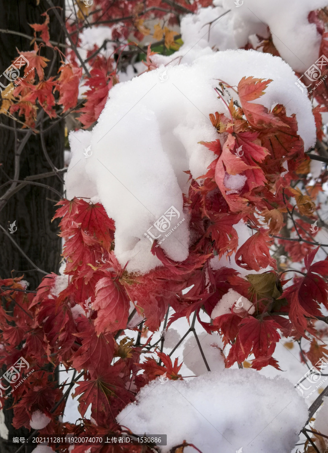 雪后紅葉
