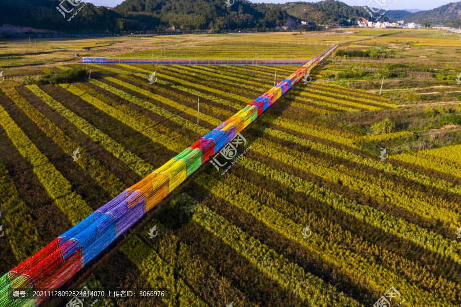 广西梧州色彩斑斓五彩稻生态乡村