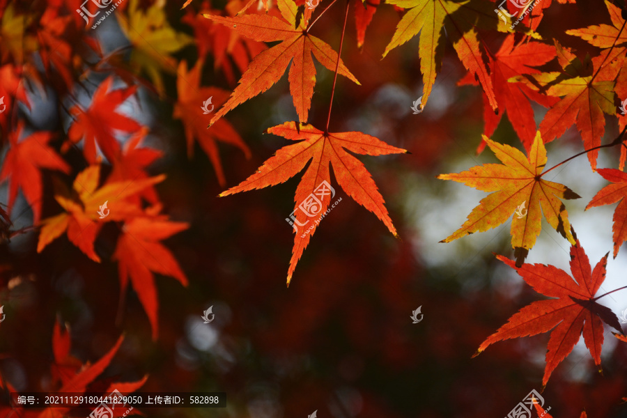 秋天红叶背景