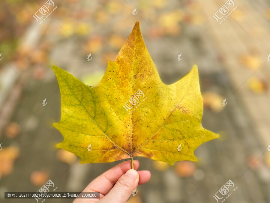 秋天金黄色的落叶