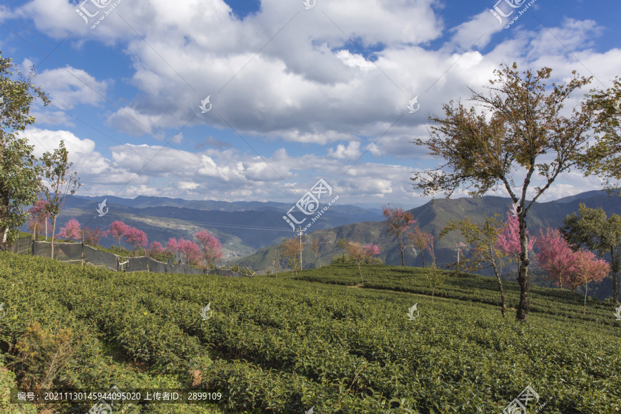 云南大理无量山樱花谷自然风光