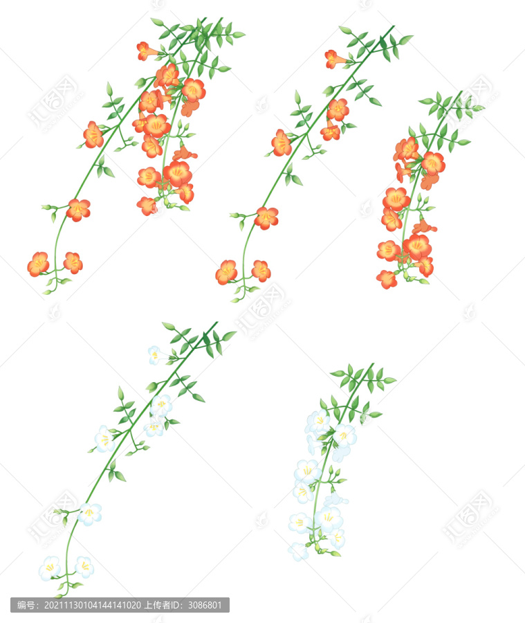 橙色白色凌霄花