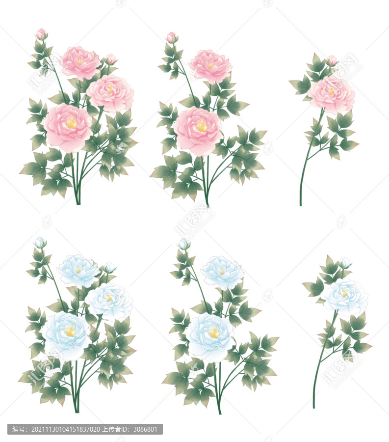 粉色藍色牡丹