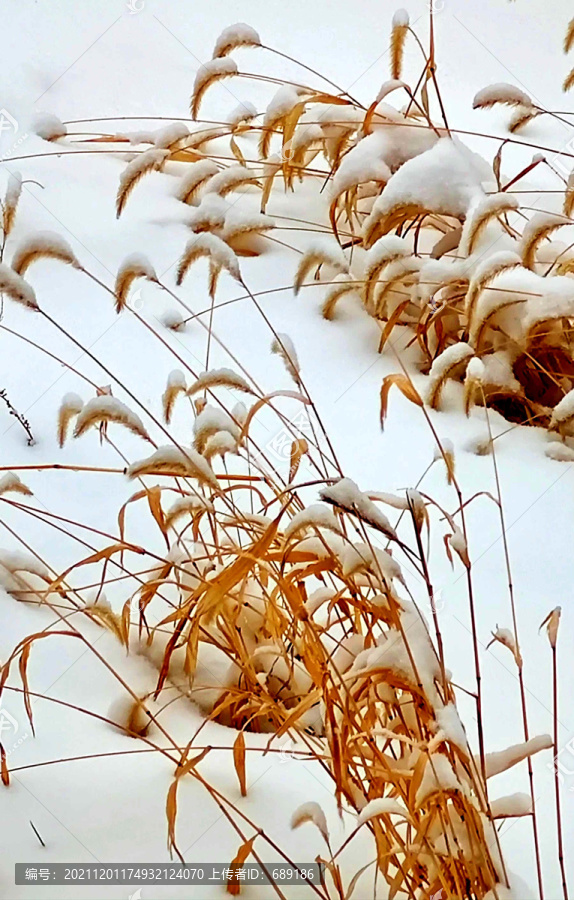 雪地茅草