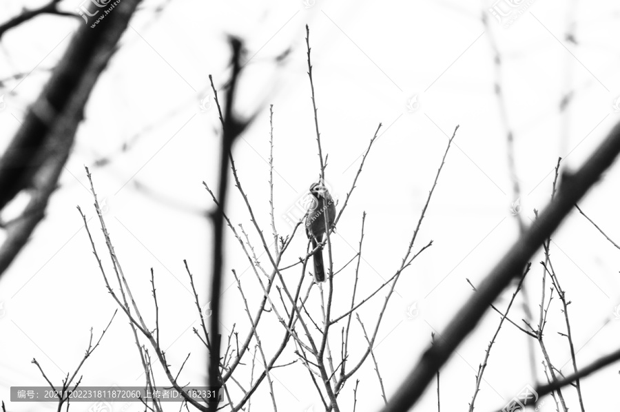 冬季树枝鸟儿黑白照