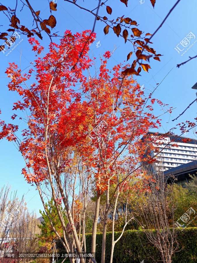 城市秋色红叶