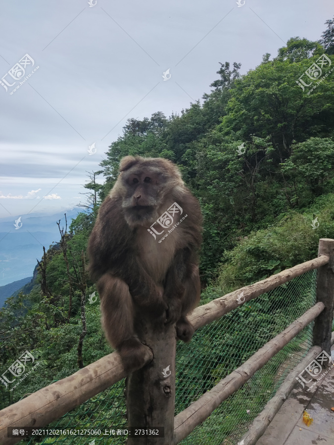 峨眉山的猴子