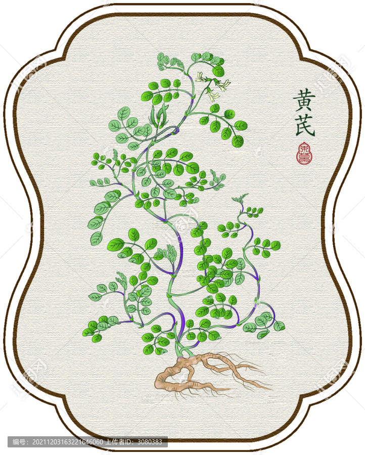 黃芪