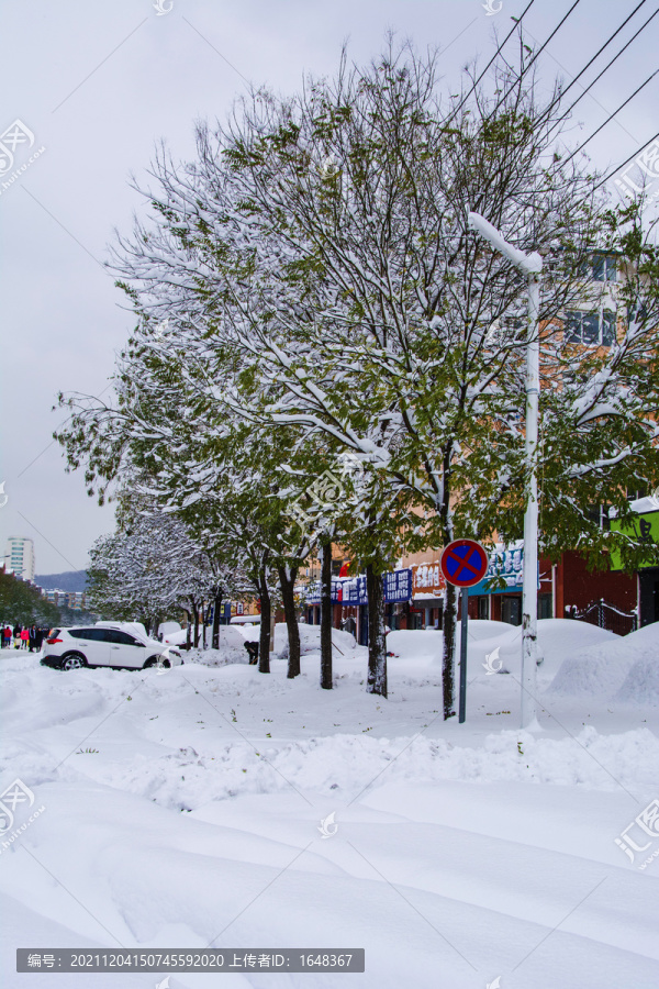 路边一排挂着雪的树与厚厚雪地